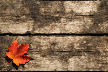 Naklejka na ściany i meble Red Maple Leaf Background