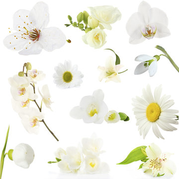 Fototapeta Collage of beautiful white flowers