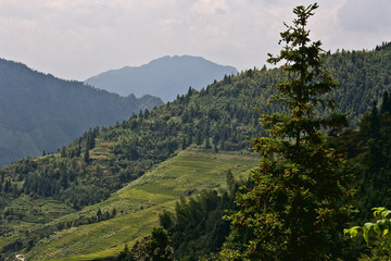 Rice terraces in the mountains.
