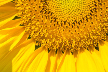 Naklejka premium closeup of sunflower