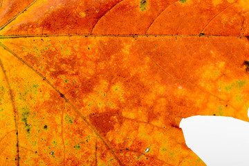 Macro of a Maple tree leaf with orange autumn colors