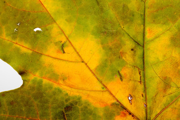 Autumn Maple Leaf Macro