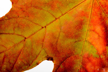 Macro of a Maple tree leaf with yellow and orange autumn colors