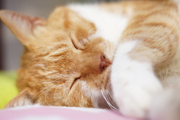 眠る茶猫