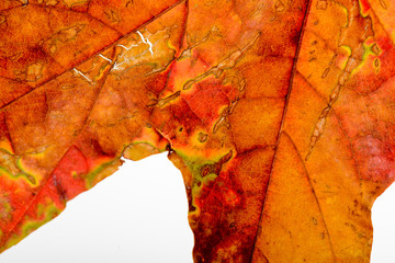 Macro of a Maple tree leaf with red and orange autumn colors