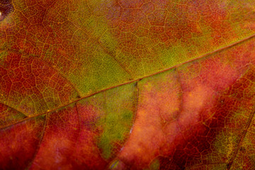 Macro of a green and red Maple tree leaf with autumn colors