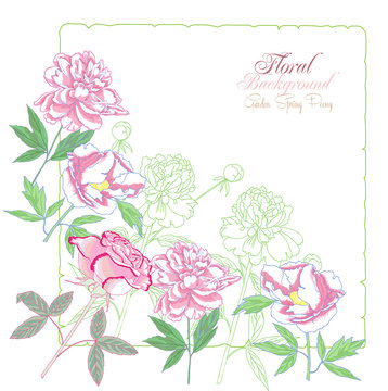 Background with flowers peonies and pink rose-02