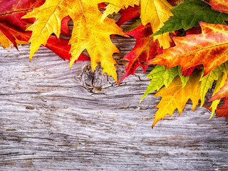 Naklejka na ściany i meble Autumn background with colorful maple leaves on old wooden board