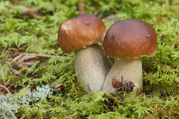 King bolete, Boletus edulis with parasite wasps