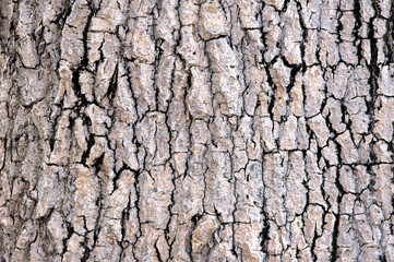 Tree bark texture