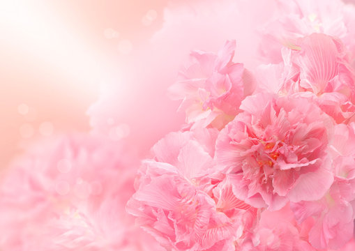 Fototapeta Pink blossom background,  Abstract big flower, Beautiful flower
