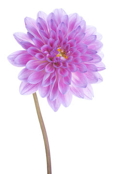 dahlia
