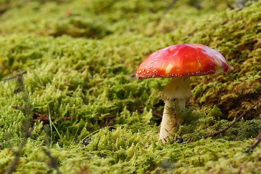 Fly agaric, Amanita muscaria, poisonous fungus