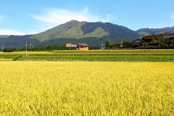 黄金色の稲穂と阿蘇の風景