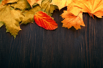Naklejka na ściany i meble autumn leaf on wood background