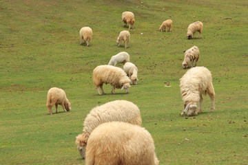 Fototapeta premium Sheep on the farm, and green grass.