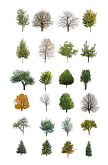 Fototapeta premium trees are isolated