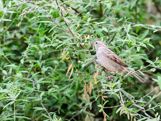 Female House Sparrow perched on a tree branch
