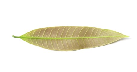 Obraz premium Mango leaf