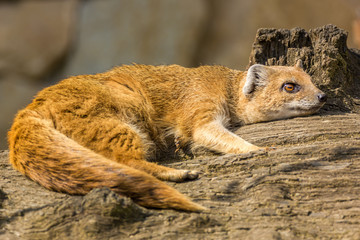 Lazy mongoose lying.