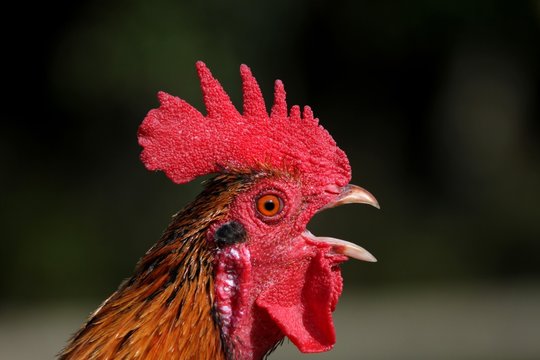 portrait de coq de basse-cour