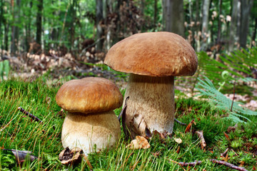 Beautiful boletus mushroom