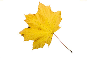 Maple tree leaf with autumn colors, isolated on white background