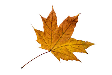 Maple tree leaf with autumn colors, isolated on white background