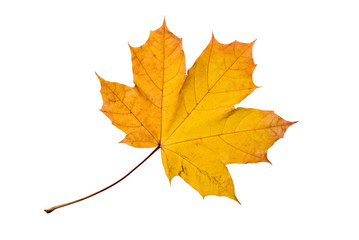 Maple tree leaf with autumn colors, isolated on white background