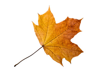 Maple tree leaf with autumn colors, isolated on white background