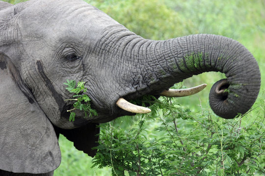 Head of a young male African elephant feeding on acacia