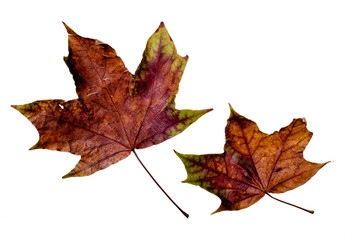 Maple tree leaves with autumn colors, isolated on white background