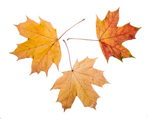 Naklejka na ściany i meble Maple tree leaves with autumn colors, isolated on white background