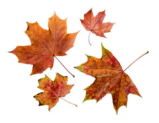 Maple tree leaves with autumn colors, isolated on white background