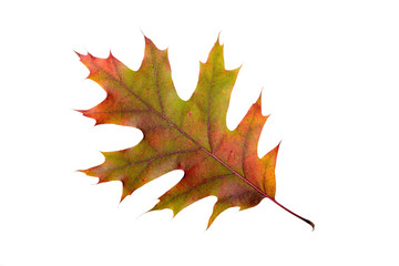 Oak tree leaf with autumn colors, isolated on white background