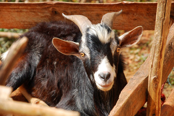 Fototapeta premium Agricultural landscape in Tanzania - Africa