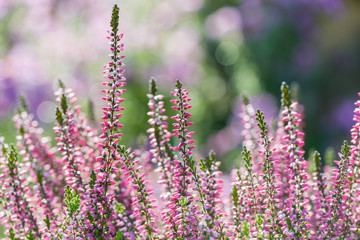 Fototapeta premium Heather flowers