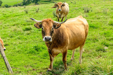 Obraz premium Salers cows in the Cantal, France