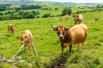 Salers cows in the Cantal, France