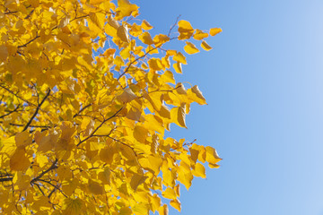 イチョウ　秋　Ginkgo tree   Autumn 