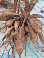 Hybrid Dahlia bulbs drying in the autumn garden