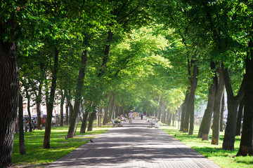 Fototapeta premium Green city park in sunny summer day
