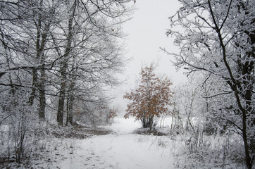 path through frozen woods in winter and orange leaves on a tree
