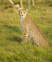 Cheetah