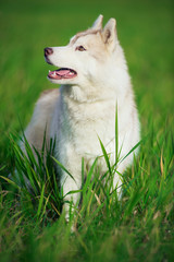 Portrait of Siberian husky on green grass background