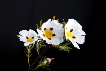 Gum rockrose - Cistus ladanifer - in the heath fields of Alentej