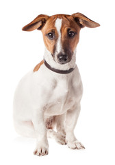 Jack Russell Terrier puppy isolated on white