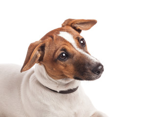 Jack Russell Terrier puppy