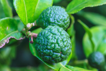 Bergamot on Tree