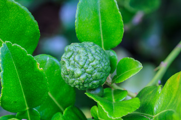 Bergamot on Tree